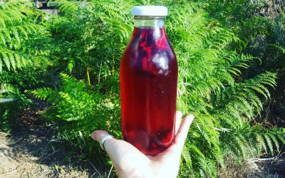 Water Cultured Kefir