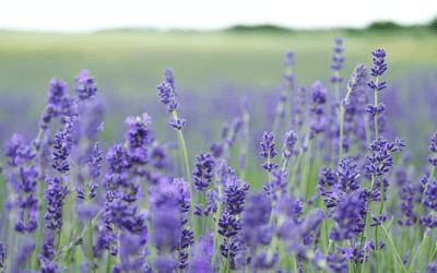 Raw Vegan Lavender Ice Cream