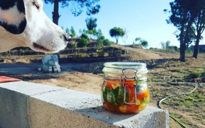 Fermented Tomato, Garlic & Basil Recipe