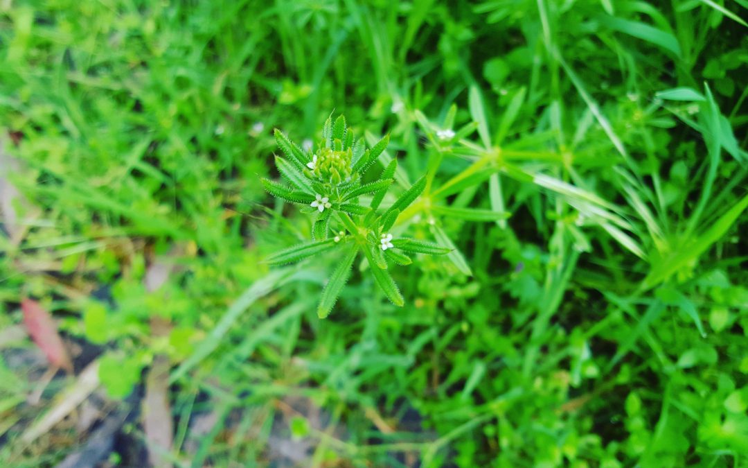 Clever Cleavers – The Benefits