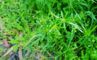 Clever Cleavers – The Benefits