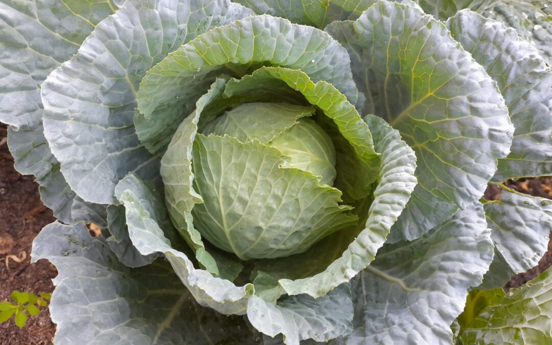 The Benefits of Cabbages