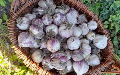 Garlic Abundance