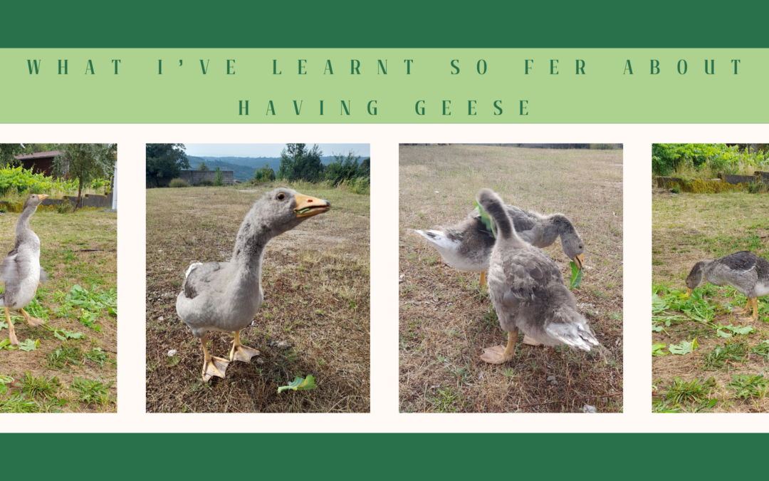 What I’ve learnt so far about raising Geese