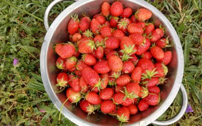 Growing Strawberries