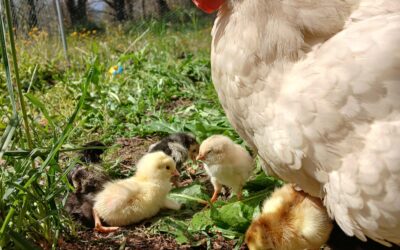 Chick Adoption