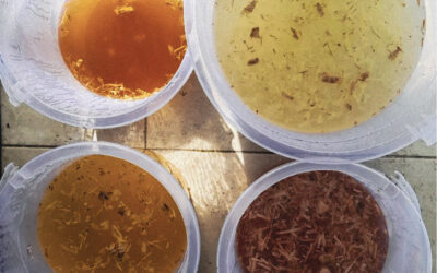 Make your own probiotic fermented soda’s